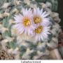 Lophophora koehresii 03.jpg