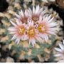 Lophophora koehresii 04.jpg