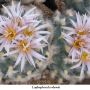 Lophophora koehresii 05.jpg