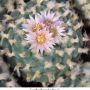 Lophophora koehresii 06.jpg