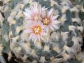 Lophophora koehresii 07.jpg
