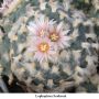 Lophophora koehresii 07.jpg