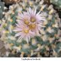 Lophophora koehresii 08.jpg