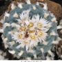 Lophophora koehresii 10.jpg