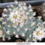 Lophophora koehresii 11.jpg