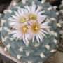 Lophophora koehresii 16.jpg