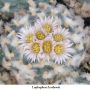 Lophophora koehresii 19.jpg