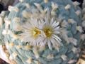 Lophophora koehresii 22.jpg