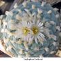 Lophophora koehresii 22.jpg