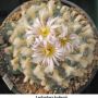 Lophophora koehresii 23.jpg