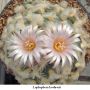 Lophophora koehresii 24.jpg