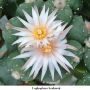 Lophophora koehresii 30.jpg