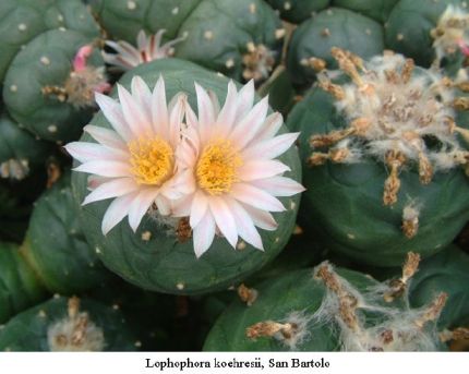 Lophophora koehresii  San Bartolo 01.jpg