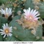 Lophophora williamsii v Cedral 01.jpg