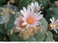 Lophophora williamsii v Cedral 03.jpg