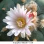 Lophophora williamsii v Cedral 06.jpg