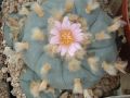Lophophora williamsii v Cuatro Cienegas 01.jpg
