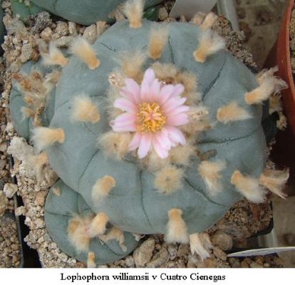 Lophophora williamsii v Cuatro Cienegas 01.jpg