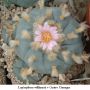 Lophophora williamsii v Cuatro Cienegas 01.jpg