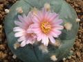 Lophophora williamsii v Cuatro Cienegas 02.jpg