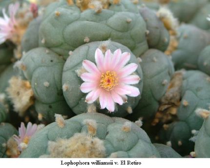 Lophophora williamsii v El Retiro 01.jpg