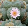Lophophora williamsii v El Retiro 01.jpg