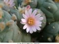 Lophophora williamsii v El Retiro 02.jpg