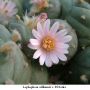 Lophophora williamsii v El Retiro 02.jpg