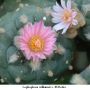 Lophophora williamsii v El Retiro 03.jpg