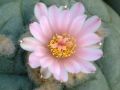 Lophophora williamsii v El Retiro 04.jpg