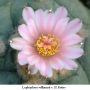 Lophophora williamsii v El Retiro 04.jpg