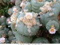Lophophora williamsii v Est. Marte 01.jpg