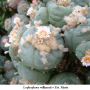Lophophora williamsii v Est. Marte 01.jpg