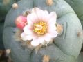 Lophophora williamsii v Est. Marte 02.jpg