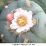 Lophophora williamsii v Est. Marte 02.jpg