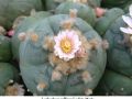 Lophophora williamsii v Est. Marte 03.jpg