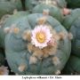 Lophophora williamsii v Est. Marte 03.jpg