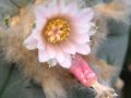 Lophophora williamsii v Est. Marte 04.jpg