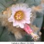 Lophophora williamsii v Est. Marte 04.jpg