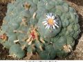 Lophophora williamsii v Huizache 01.jpg