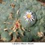 Lophophora williamsii v Huizache 01.jpg