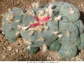 Lophophora williamsii v Huizache 02.jpg