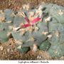 Lophophora williamsii v Huizache 02.jpg