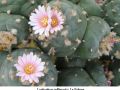 Lophophora williamsii v La Paloma 01.jpg