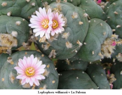 Lophophora williamsii v La Paloma 01.jpg