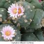 Lophophora williamsii v La Paloma 01.jpg