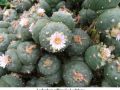 Lophophora williamsii v La Paloma 02.jpg