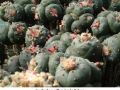 Lophophora williamsii v La Paloma 03.jpg