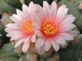 Lophophora williamsii v La Paloma 04.jpg