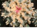 Lophophora williamsii v Paila 01.jpg